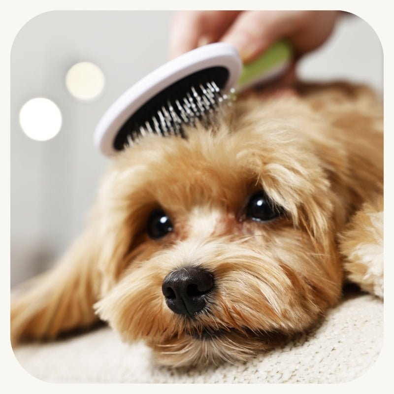 Grooming & Pet Care