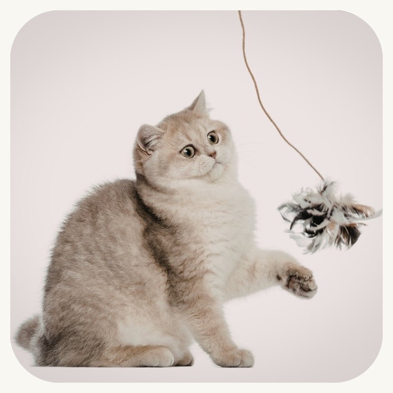 Interactive Pet Toys
