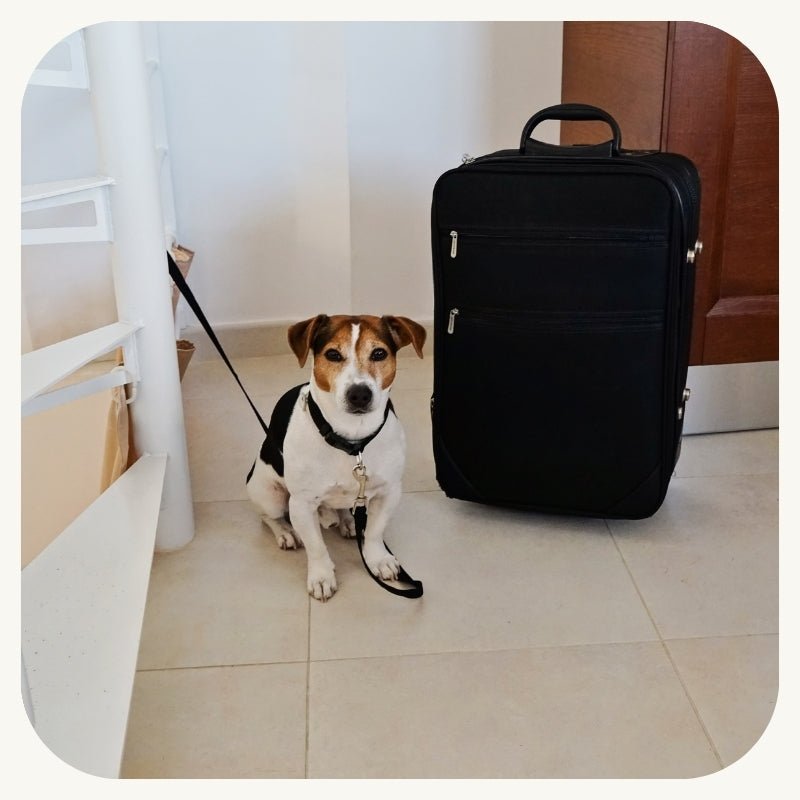 Travel & Pet Accessories